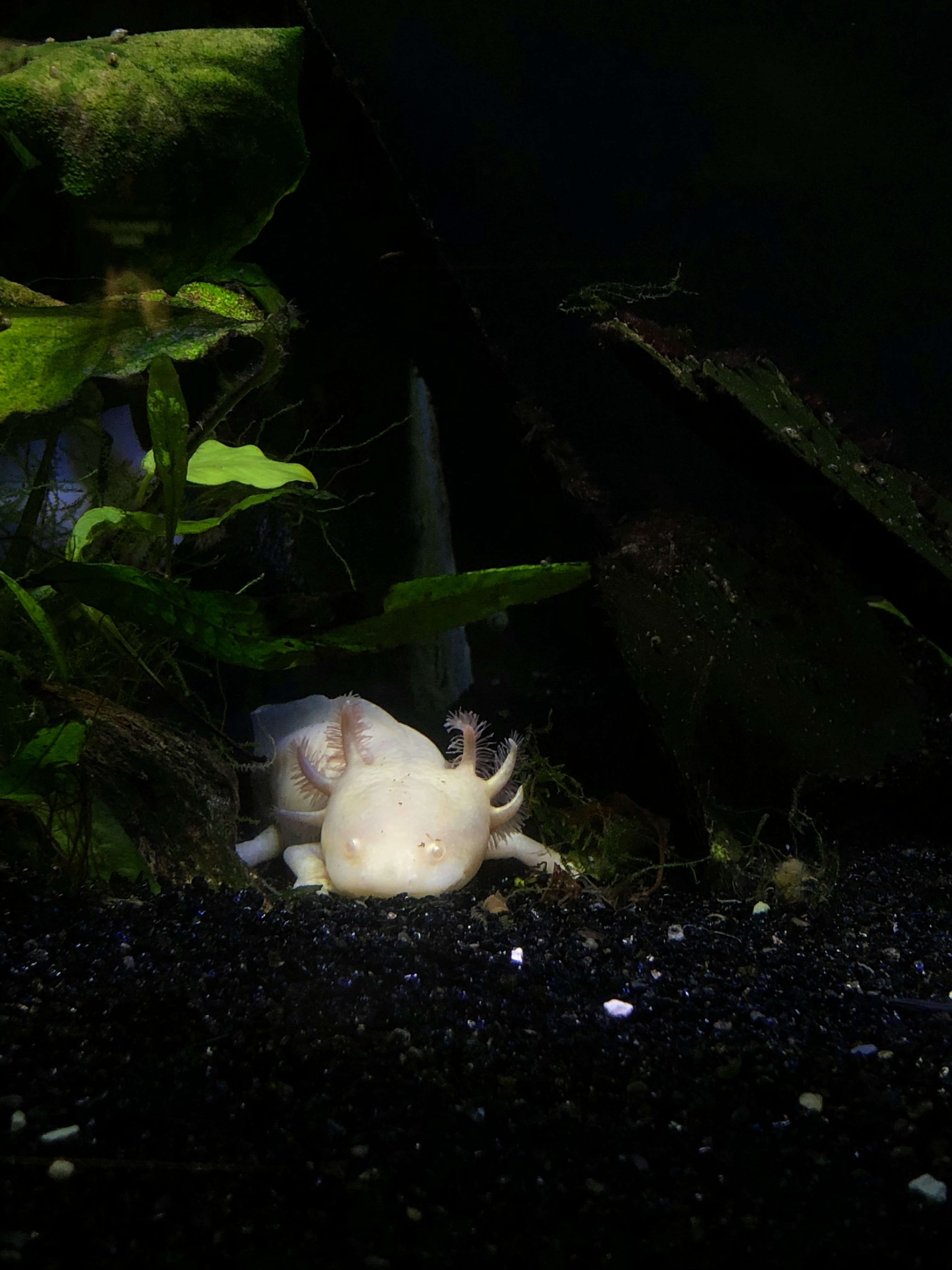 Pink axolotl laying down