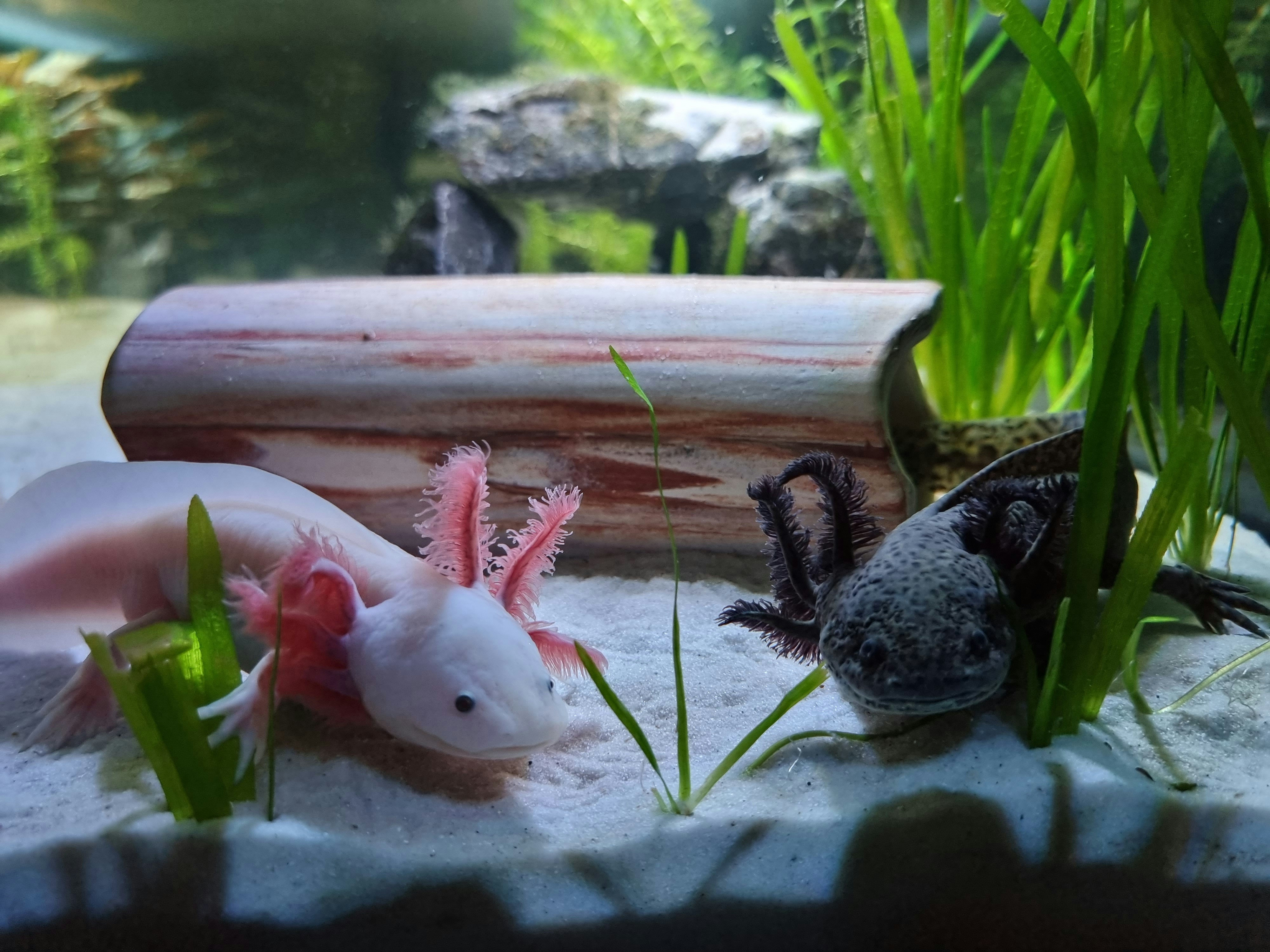 Pink and Brown Axolotl